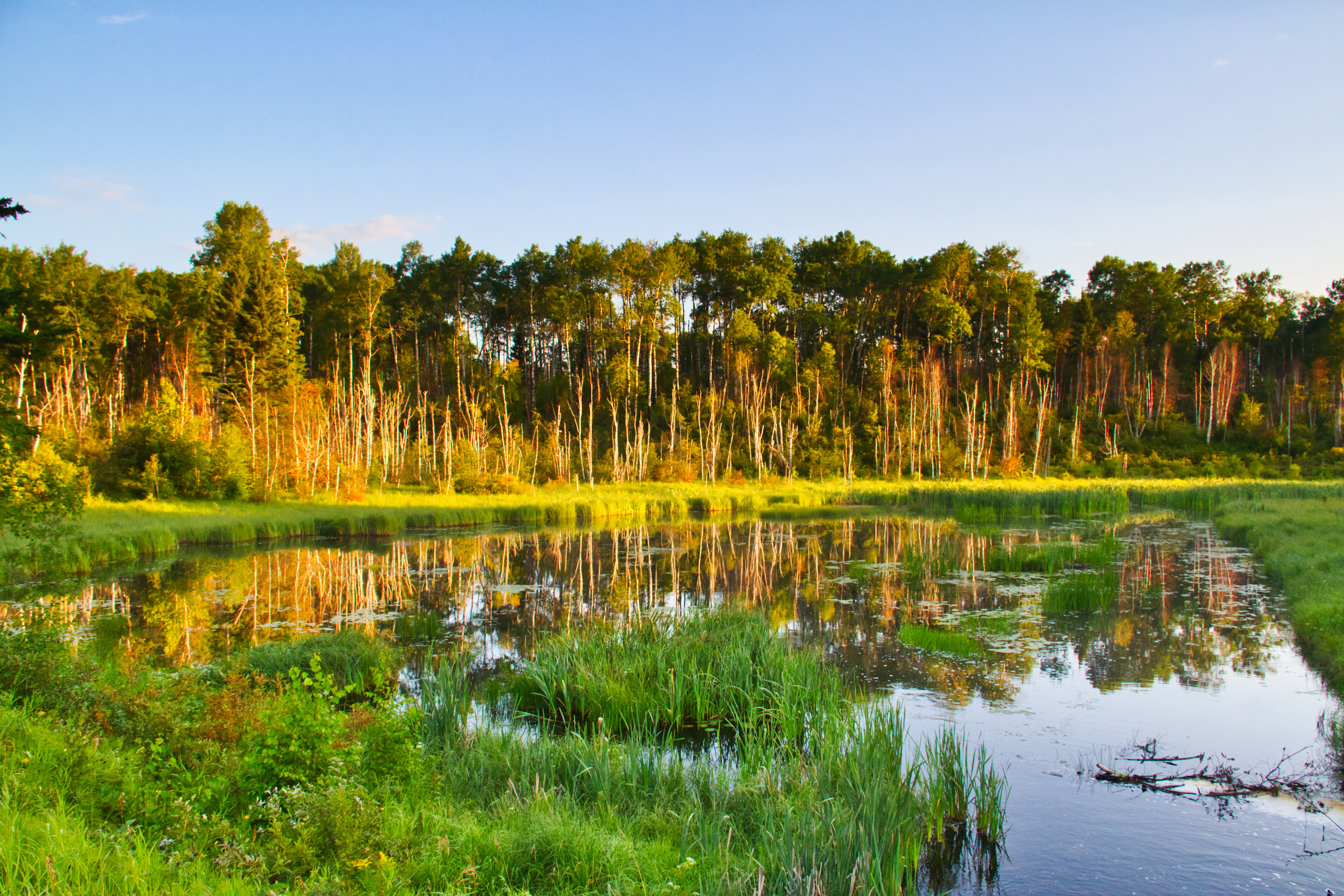 Early Morning Light on a Forest Lake