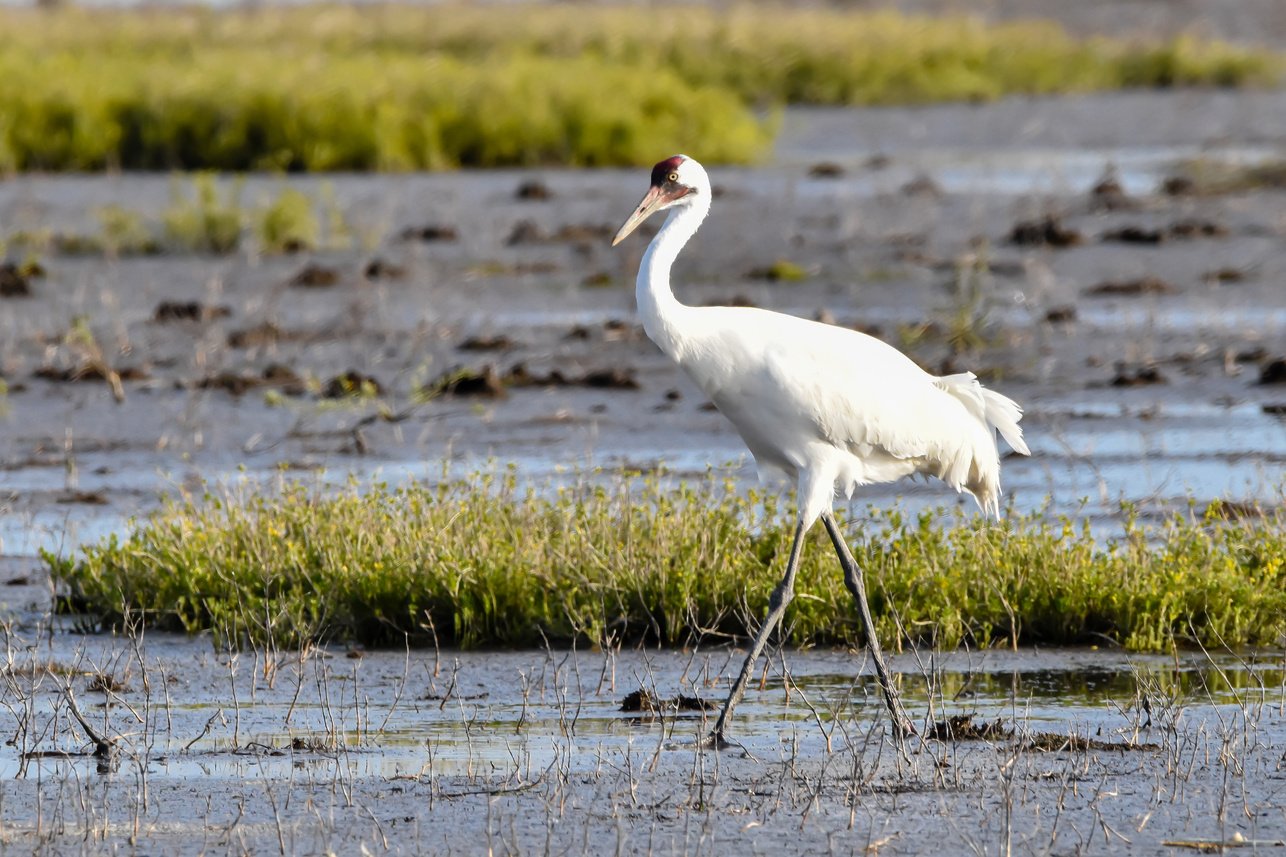 Whooping Crane